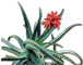 Aloe arborescens